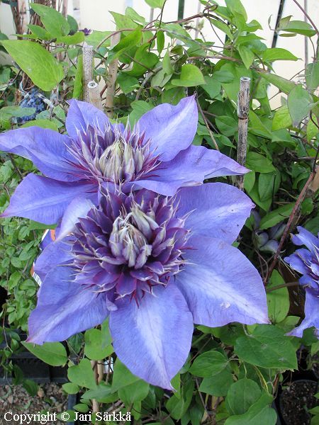 Clematis 'Multi Blue', loistokärhö